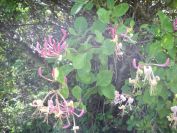 2009-05-24-151-Honeysuckle