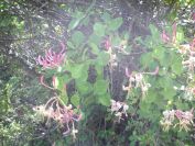 2009-05-24-152-Honeysuckle