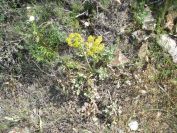 2009-05-24-153-Umberiferal