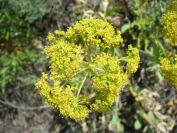 2009-05-24-154-Umberiferal