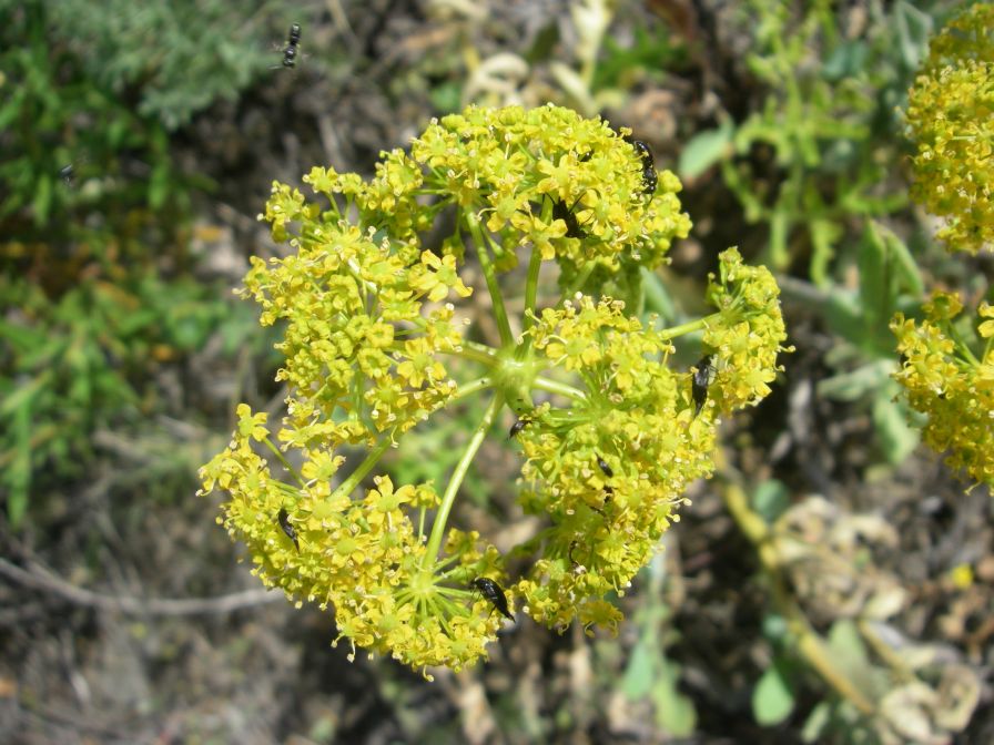 2009-05-24-154-Umberiferal