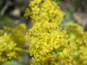 2009-05-24-155-Umberiferal