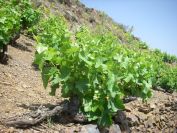 2009-05-24-157-Grapes