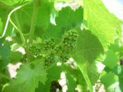 2009-05-24-158-Grapes