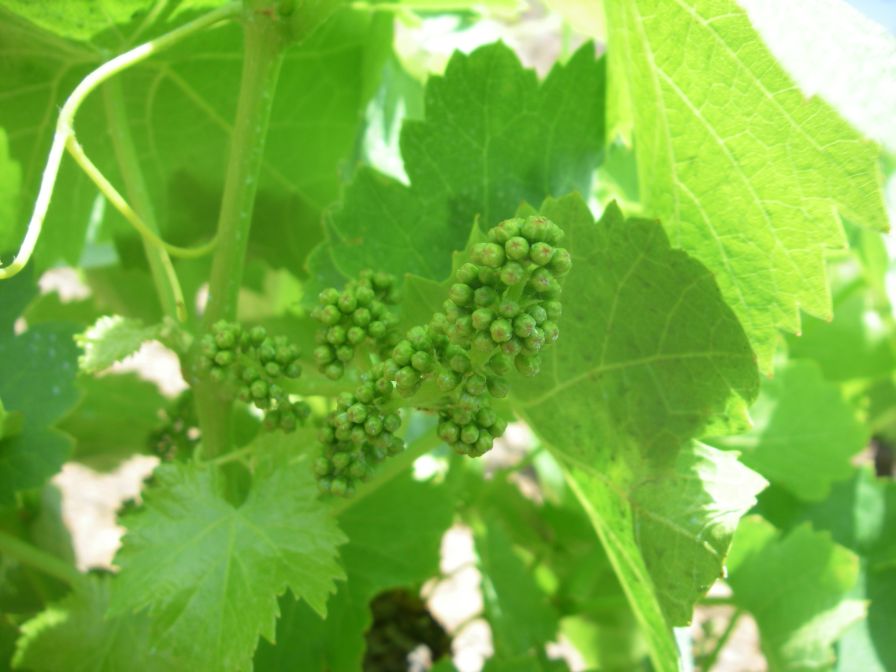 2009-05-24-158-Grapes