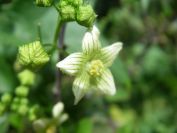 2009-05-24-159-Bryony