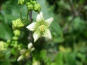 2009-05-24-160-Bryony