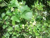 2009-05-24-161-Bryony