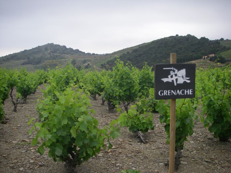 2009-05-25-005-Grenache