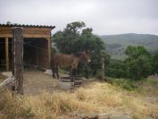 2009-05-25-006-Horse