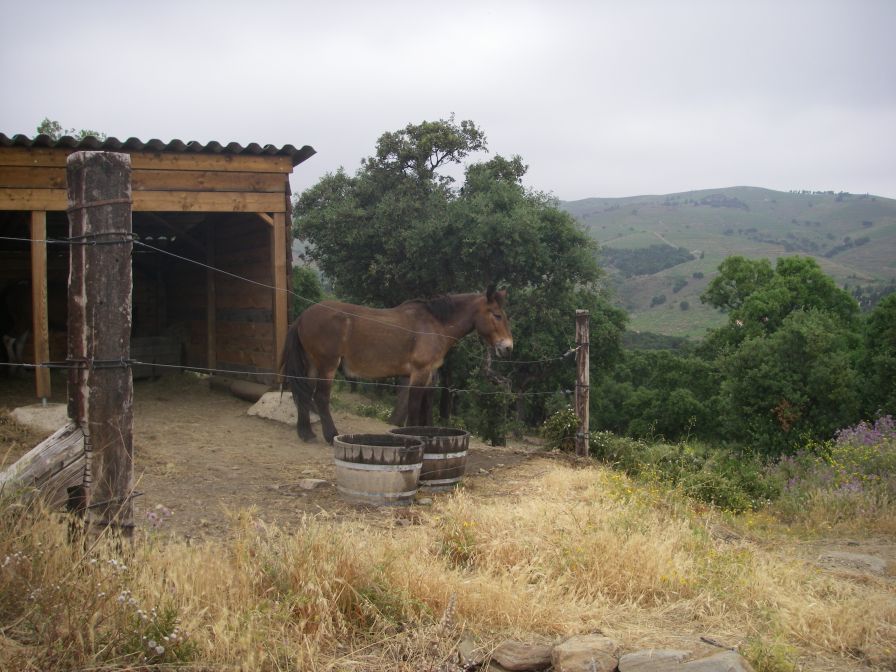 2009-05-25-006-Horse