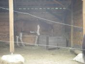 2009-05-25-007-Horse