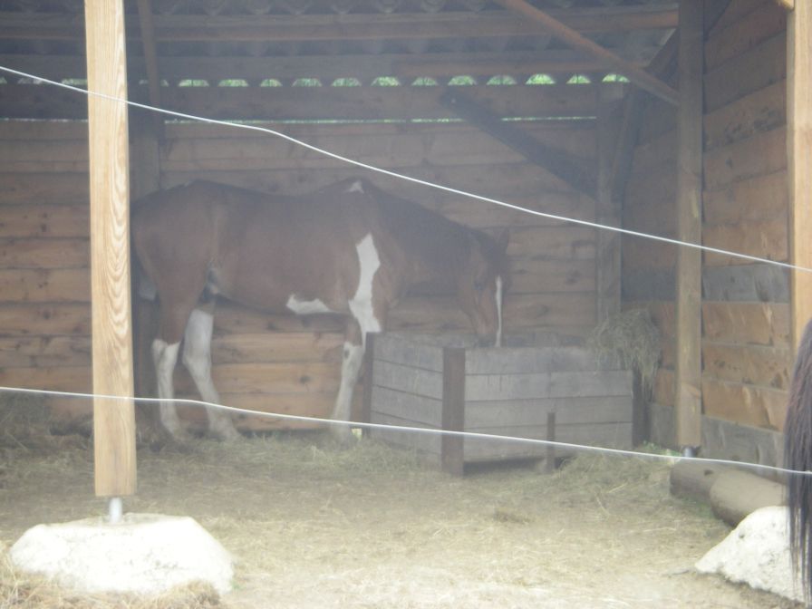 2009-05-25-007-Horse
