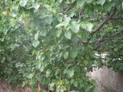 2009-05-25-008-Fruit-tree-unknown
