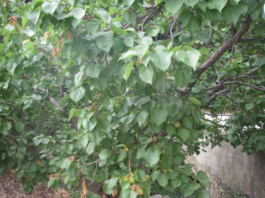 2009-05-25-008-Fruit-tree-unknown