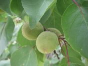 2009-05-25-009-Fruit-tree-unknown