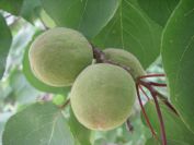 2009-05-25-010-Fruit-tree-unknown