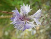 2009-05-25-011-Unknown-blue