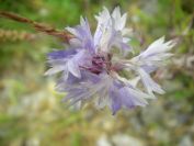 2009-05-25-012-Unknown-blue