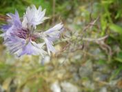 2009-05-25-013-Unknown-blue