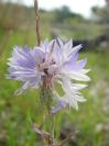 2009-05-25-014-Unknown-blue