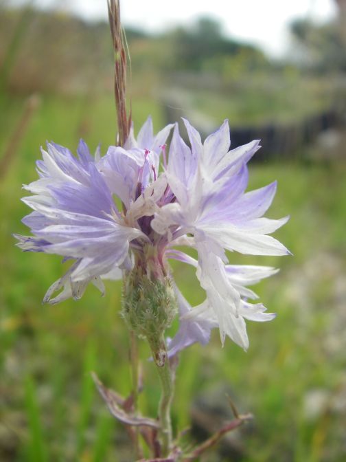 2009-05-25-014-Unknown-blue