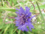 2009-05-25-015-Corn-flower