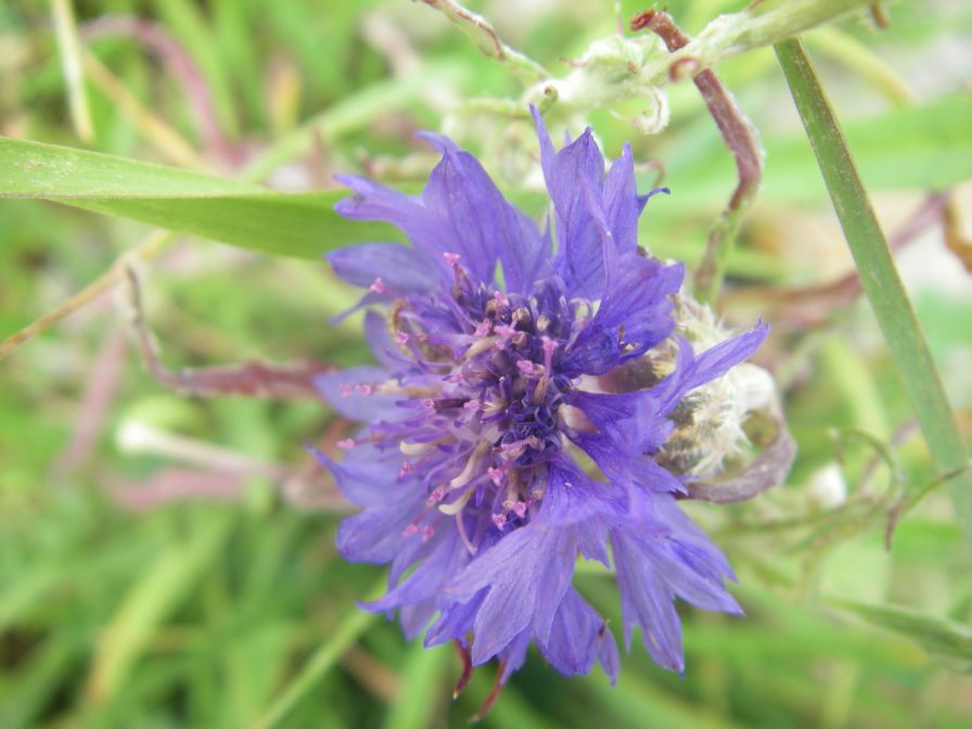 2009-05-25-015-Corn-flower