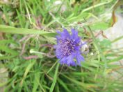 2009-05-25-016-Corn-flower