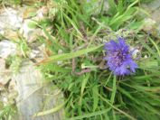 2009-05-25-017-Corn-flower