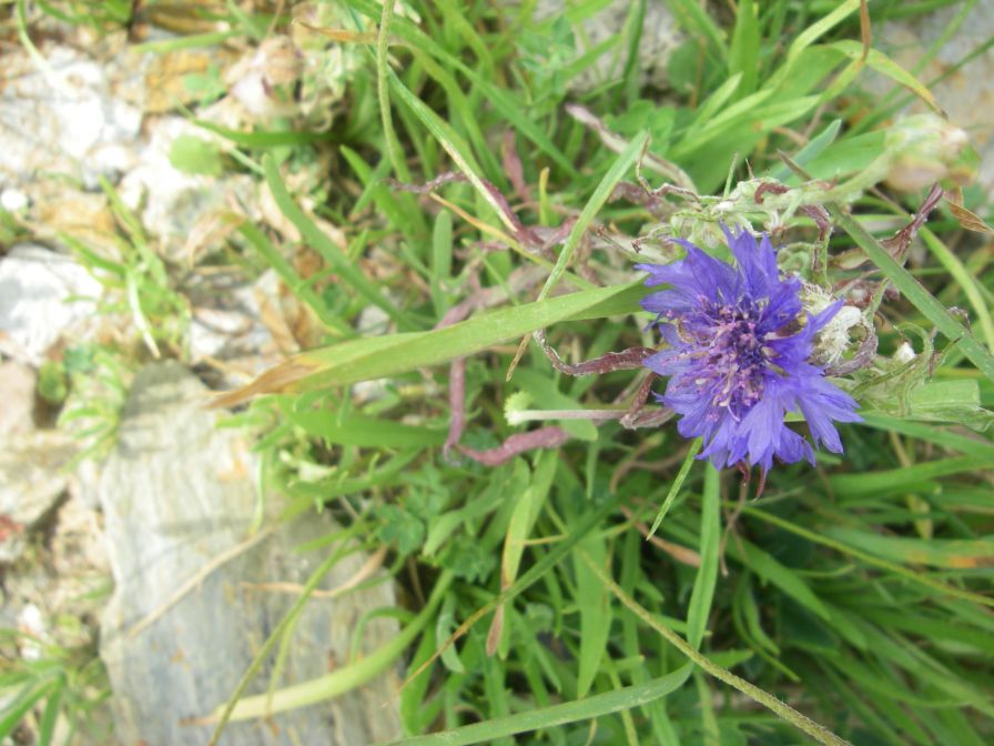 2009-05-25-017-Corn-flower
