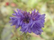2009-05-25-018-Corn-flower