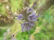2009-05-25-019-Unknown-pale-blue