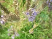 2009-05-25-020-Unknown-pale-blue