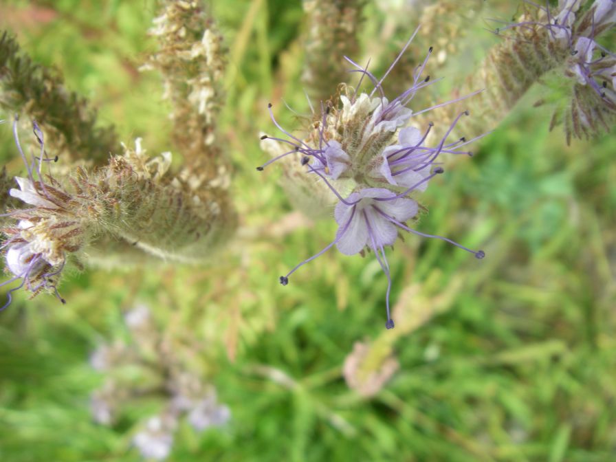2009-05-25-020-Unknown-pale-blue
