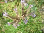 2009-05-25-021-Unknown-pale-blue