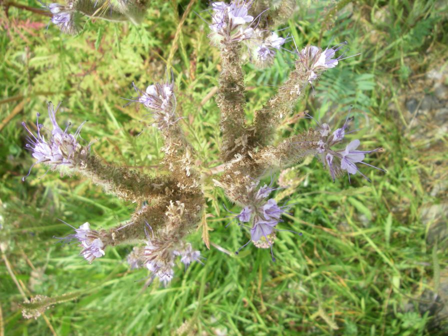 2009-05-25-021-Unknown-pale-blue