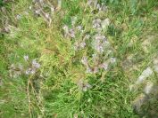 2009-05-25-022-Unknown-pale-blue