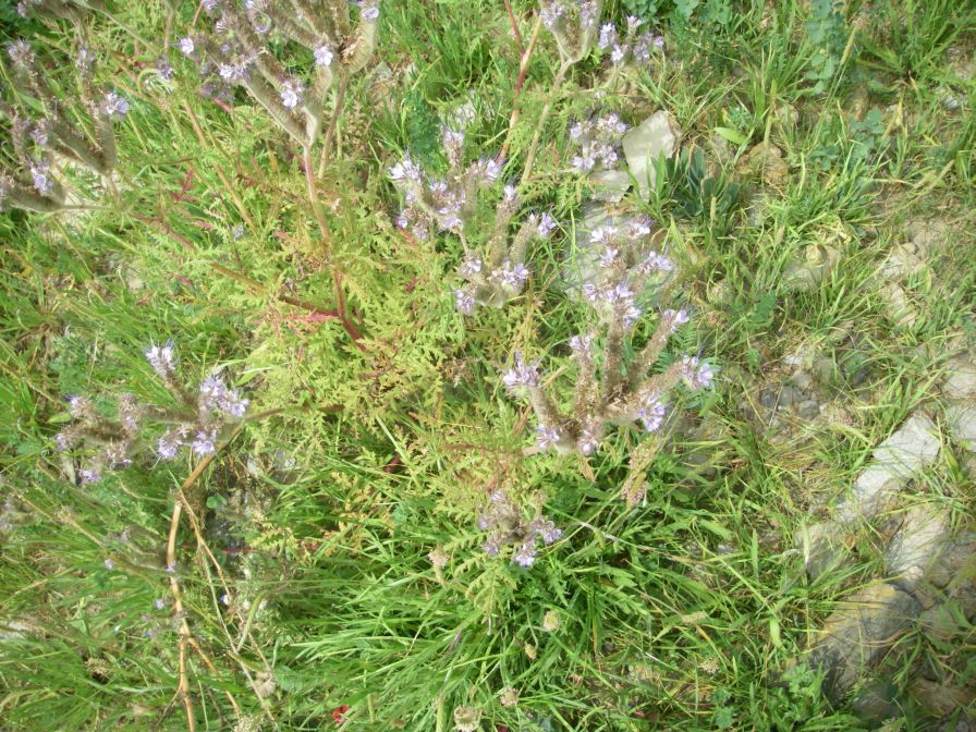 2009-05-25-022-Unknown-pale-blue