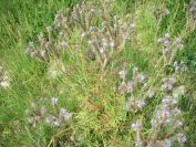 2009-05-25-023-Unknown-pale-blue