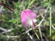 2009-05-25-025-Prickly-Pea