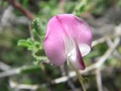 2009-05-25-026-Prickly-Pea