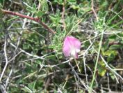 2009-05-25-027-Prickly-Pea