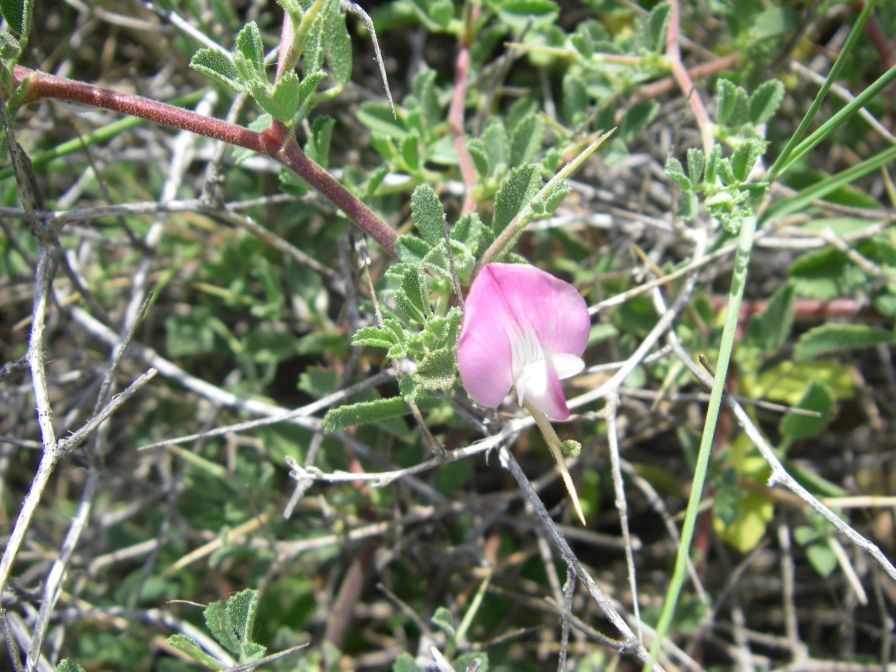 2009-05-25-027-Prickly-Pea
