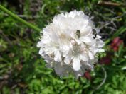 2009-05-25-028-Thrift