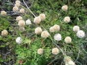 2009-05-25-030-Thrift