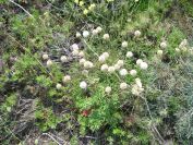 2009-05-25-031-Thrift