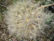 2009-05-25-032-Tragopogon