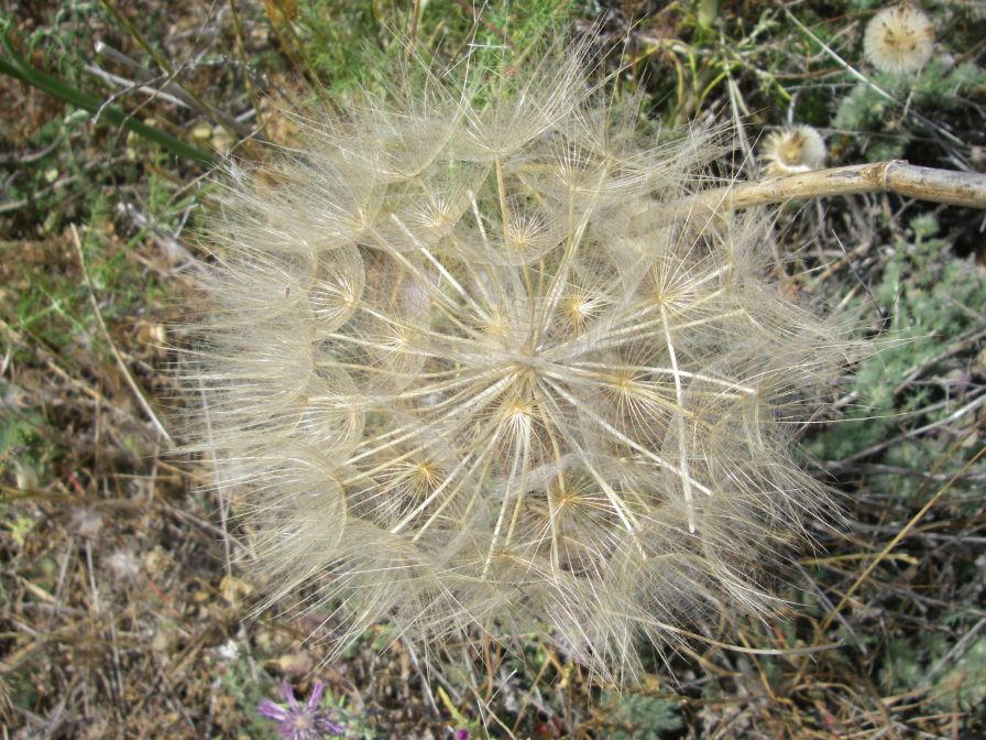 2009-05-25-033-Tragopogon