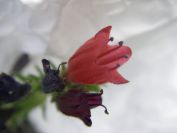 2009-05-25-038-Echium